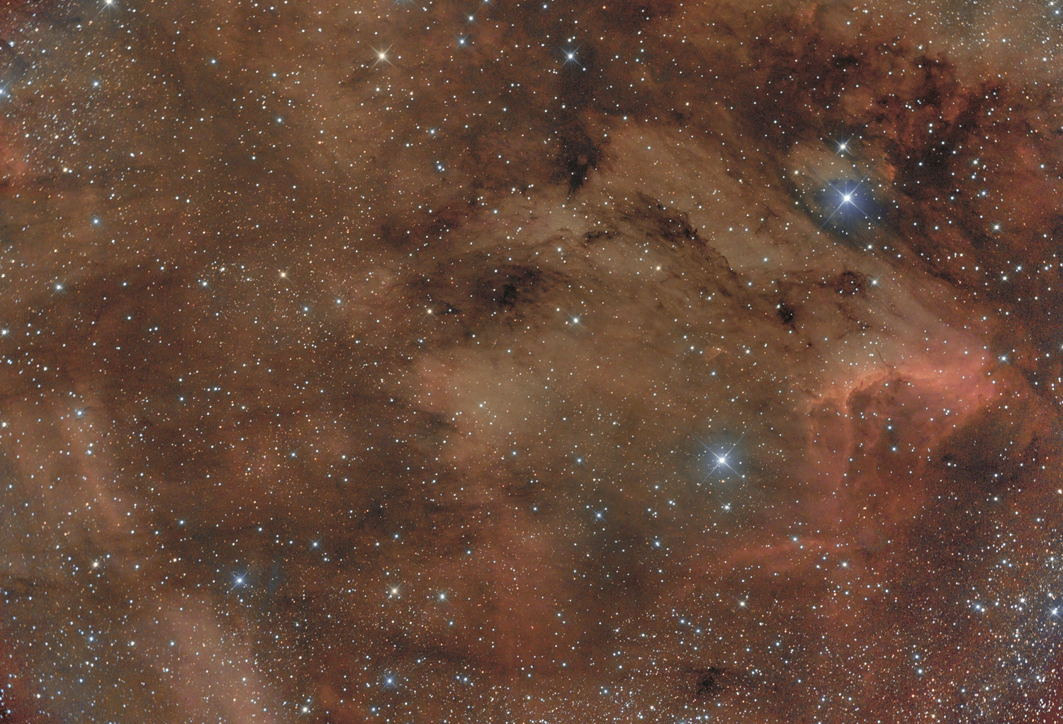 Le pelican, migration 2016