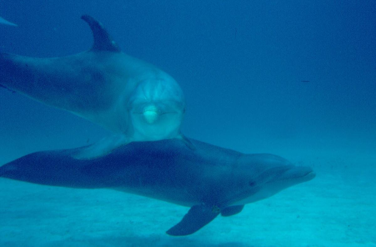 2 dauphins
