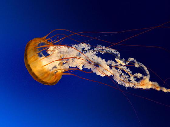 meduse meduse