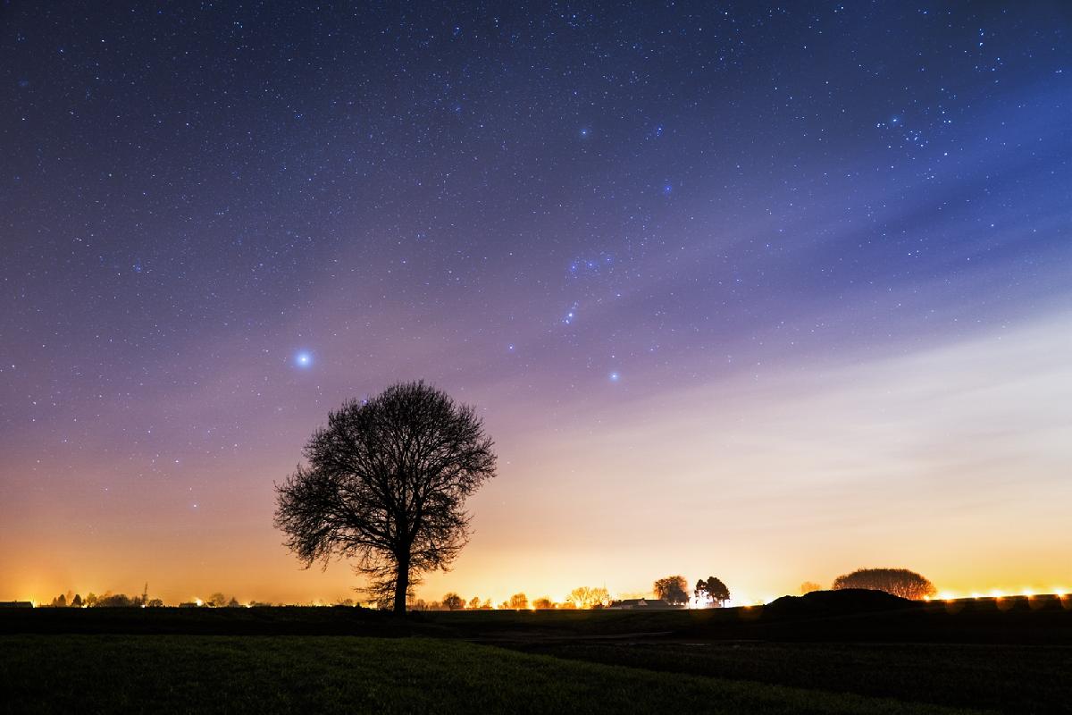 Arbre Orion Arbre Orion