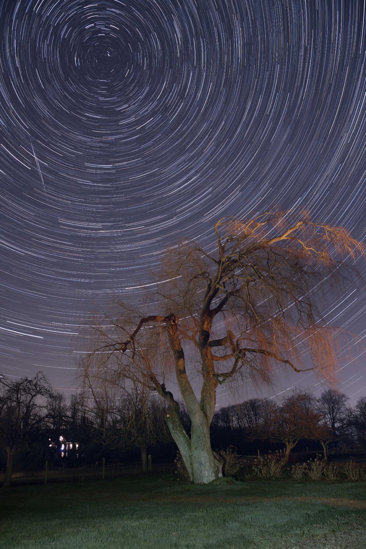 Filé d'étoiles au dessus d'un saule pleureur Filé d'étoiles au dessus d'un saule pleureur
