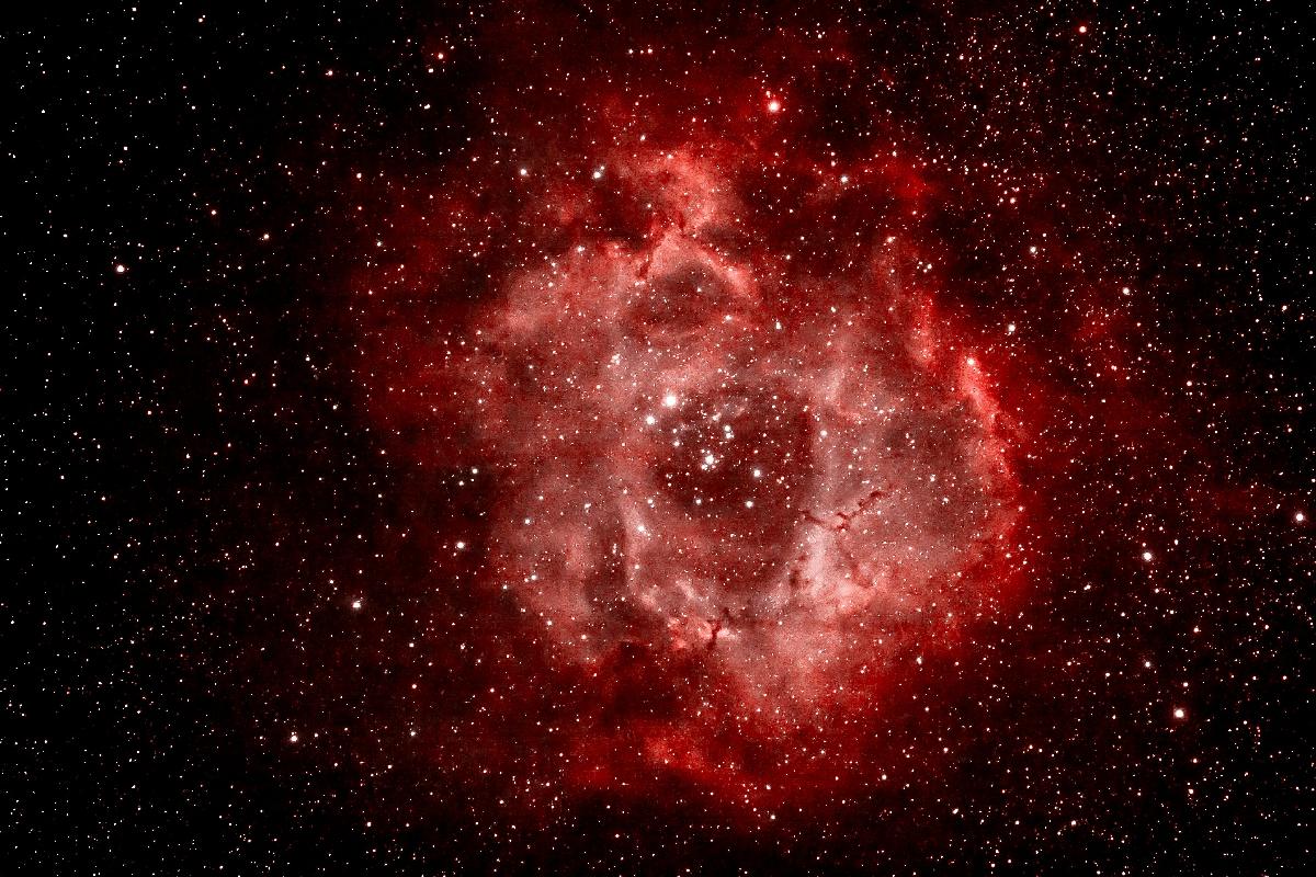 rosette
