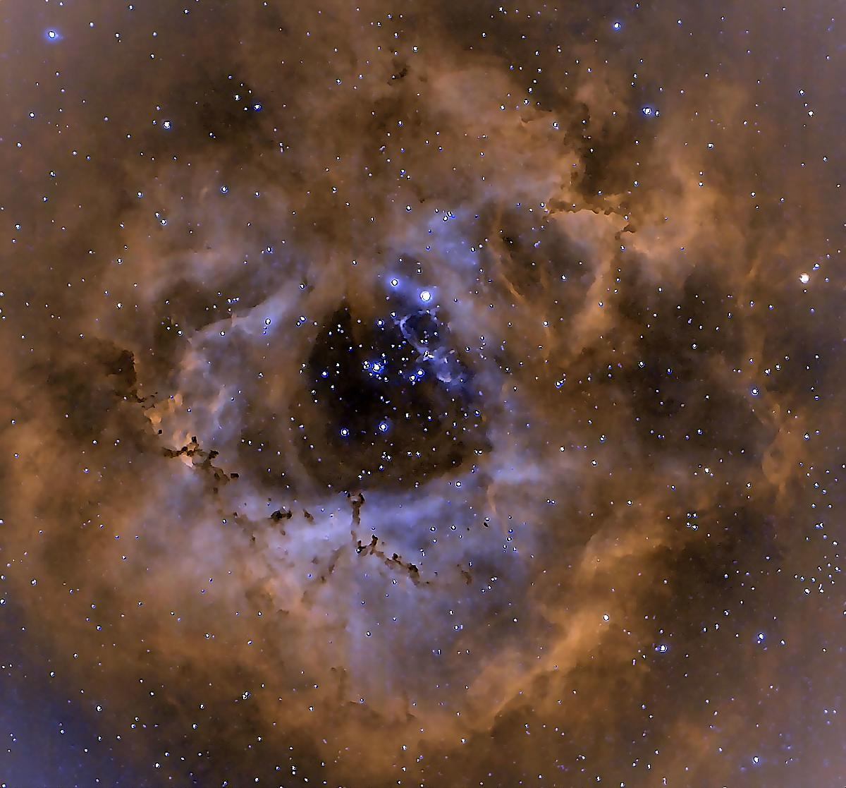 rosette rosette