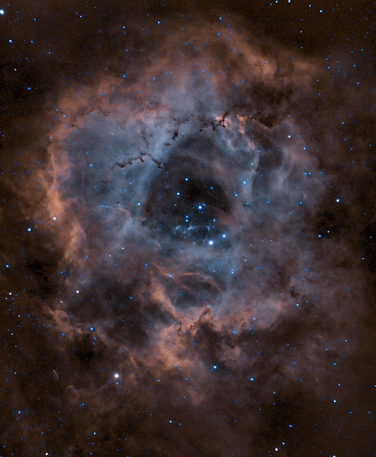 nouvelle rosette nouvelle rosette