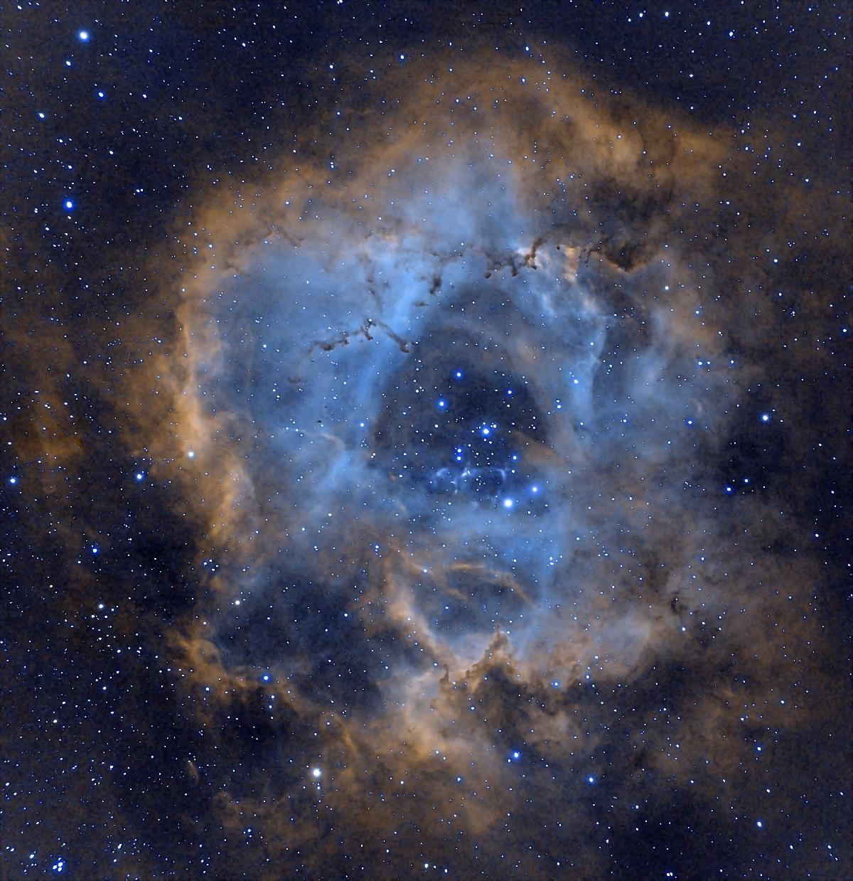 rosette rosette