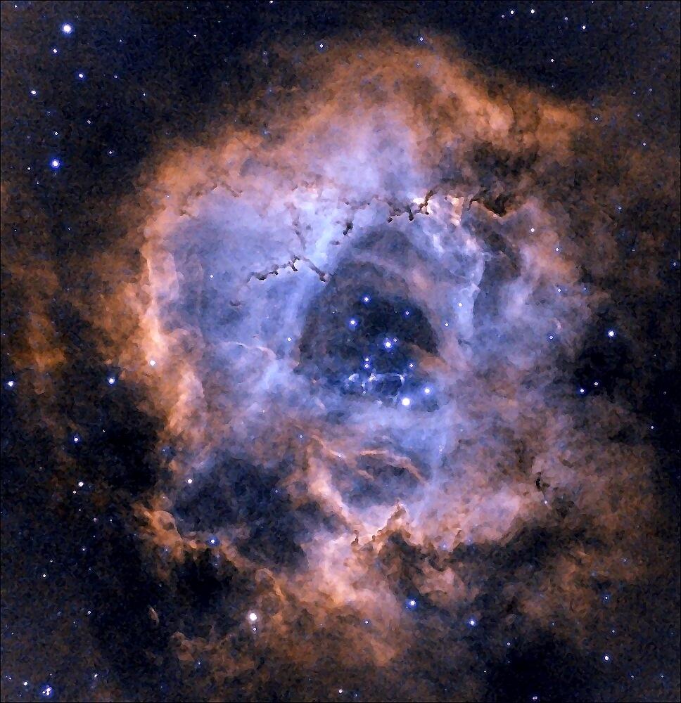 rosette rosette