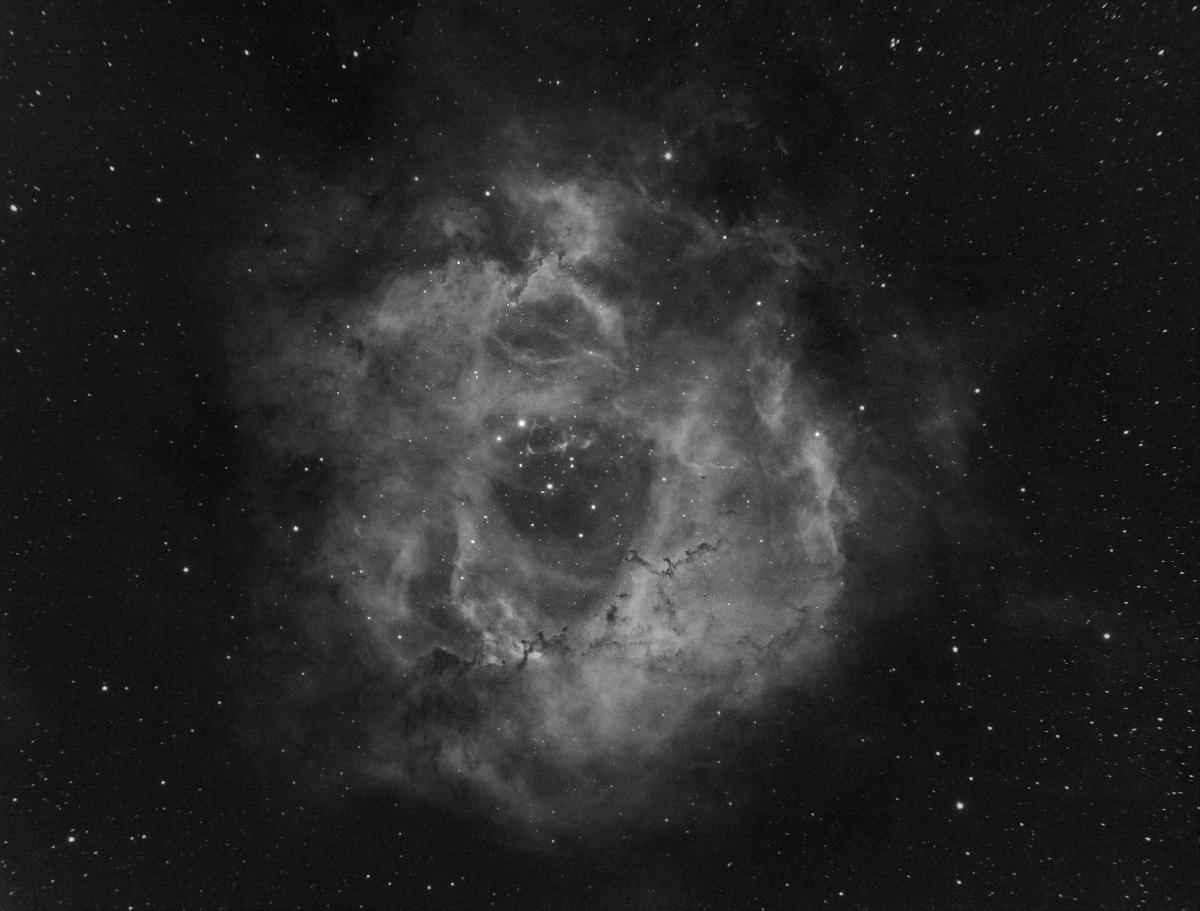 rosette en ha rosette en ha