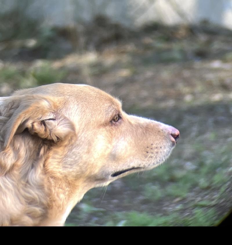 Jumelles Zoom Celestron UpClose 10-30x50