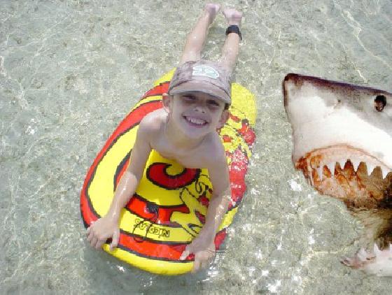Petit poisson