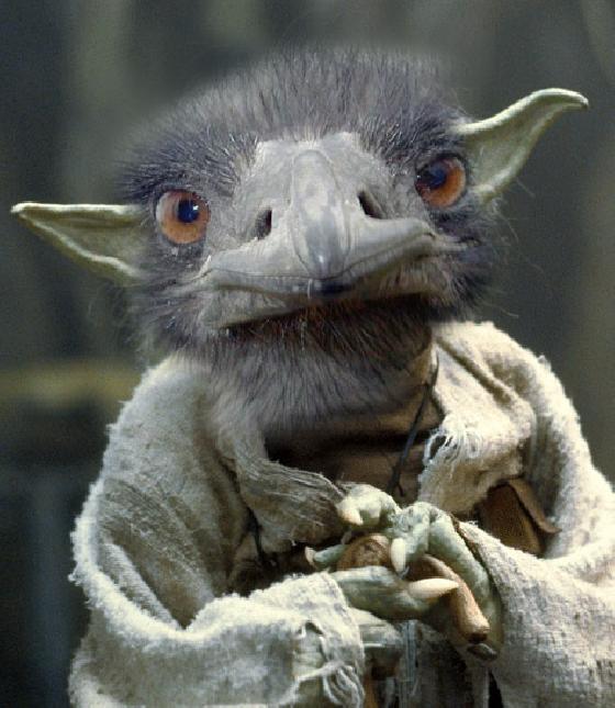 Gege_yoda_autruche Gege_yoda_autruche