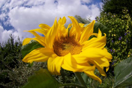 tournesol tournesol