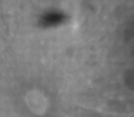oiseau1 oiseau1