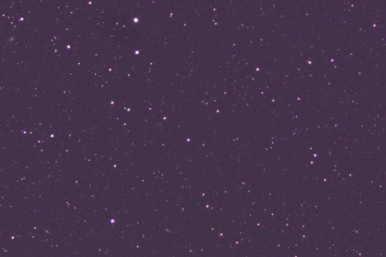 crop 100% région Chien de chasse