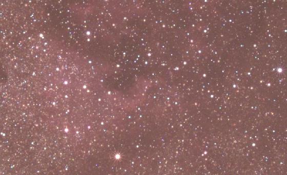 crop 100% dans le cygne