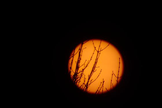 Soleil couchant dans les branches