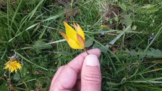 tulipe tulipe