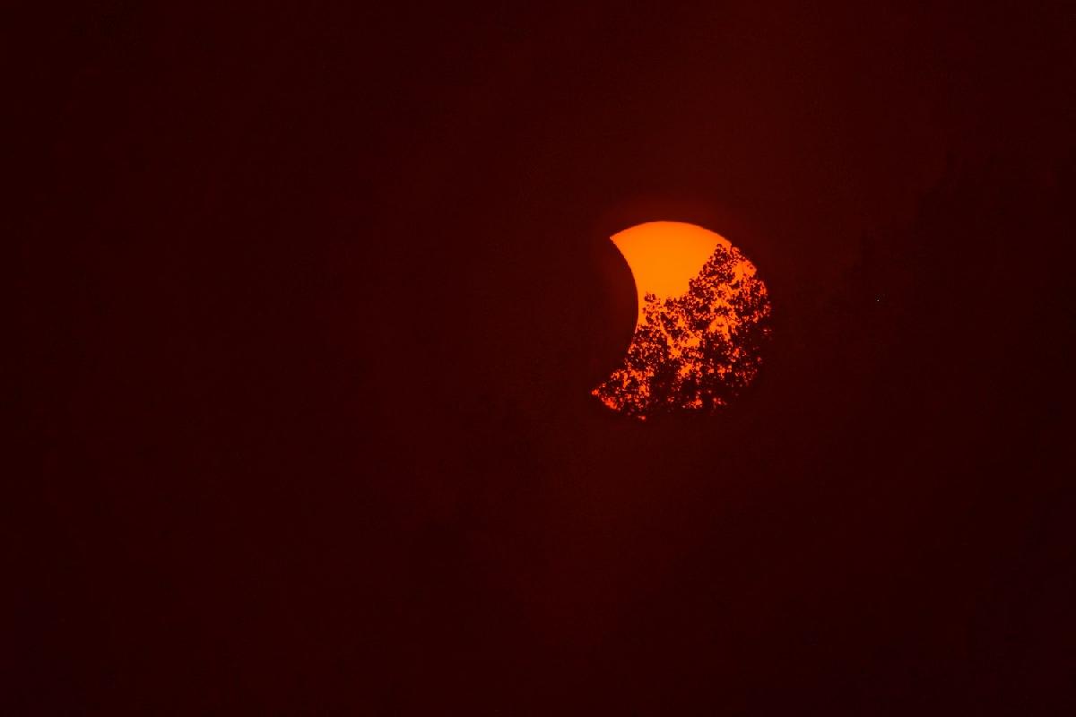 eclipse dans les arbres eclipse dans les arbres