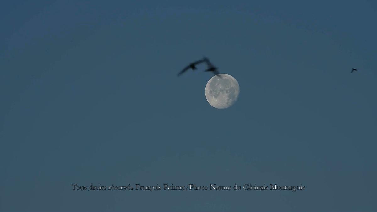 lune et martinets lune et martinets