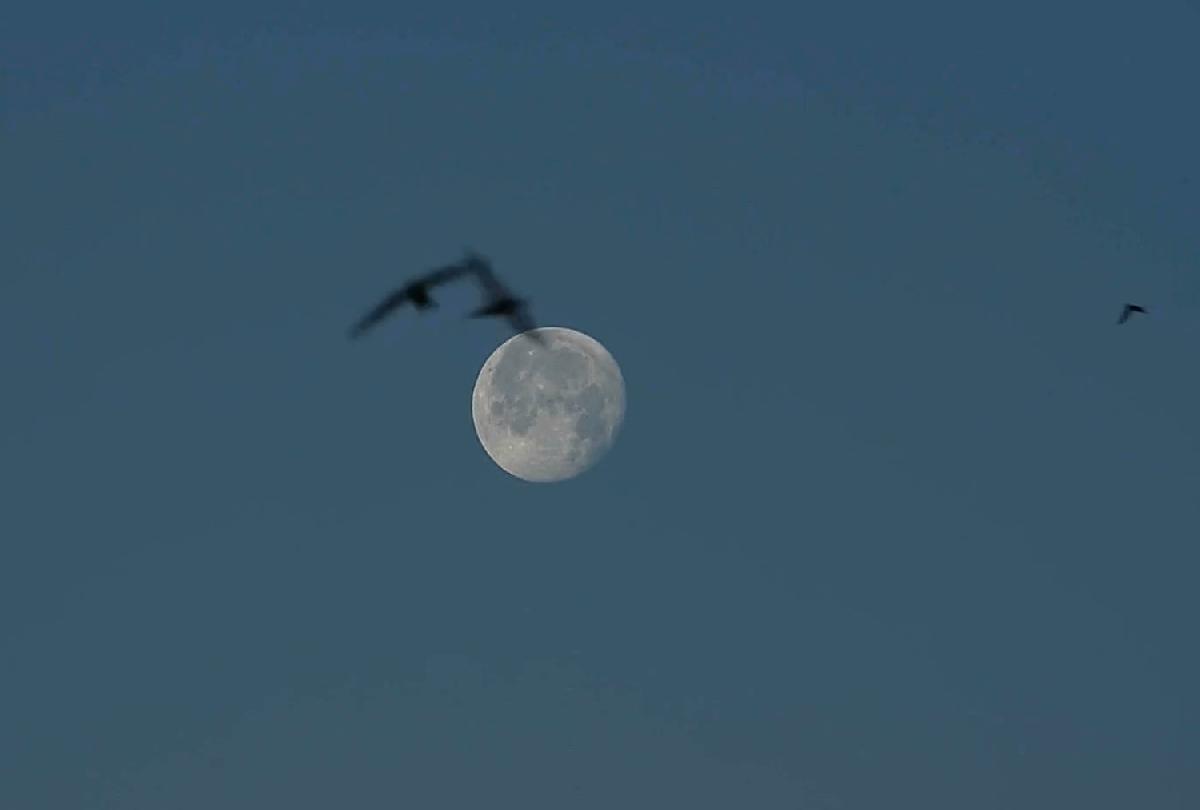 lune au martinets lune au martinets