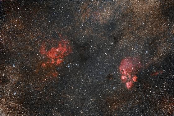 Patte de Chat - Colmic