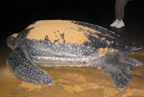 tortue luth tortue luth