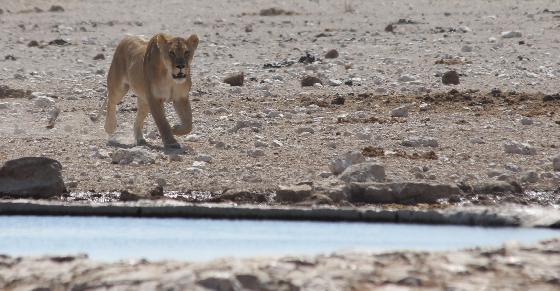 lione1