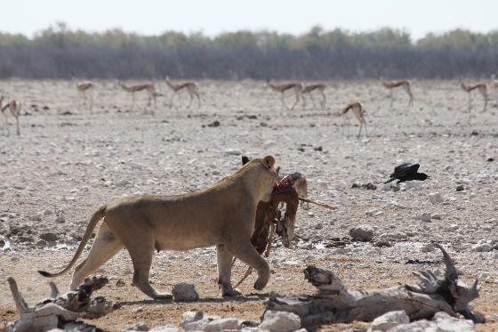 lione2