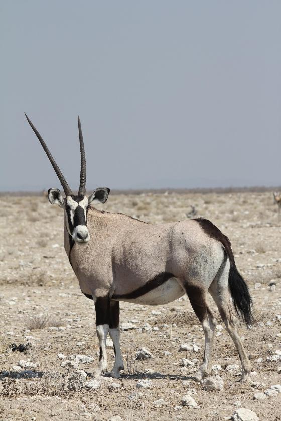 Oryx