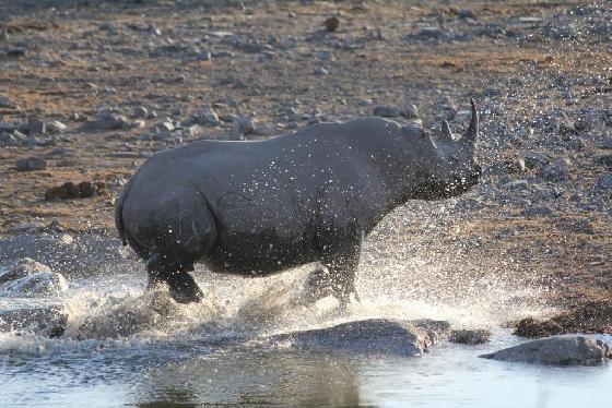Rhino