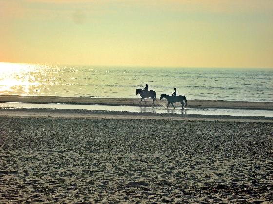 Chevaux sur Soleil -presque- couchant Chevaux sur Soleil -presque- couchant