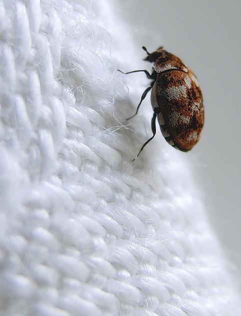 little bugs ... little bugs ...