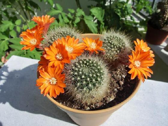 semis de cactus en fleur ... semis de cactus en fleur ...