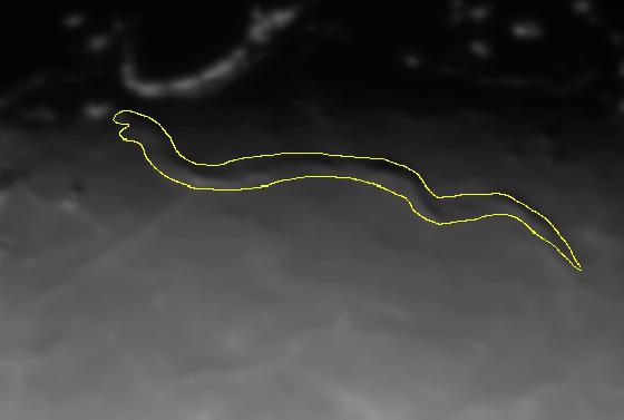 Serpent trait.jpg