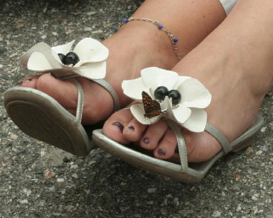 papillon sur chaussure fleur.jpg papillon sur chaussure fleur.jpg