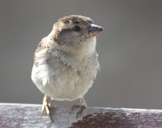 Moineau.jpg Moineau.jpg