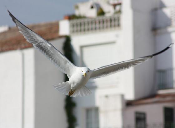 Mouette.jpg Mouette.jpg