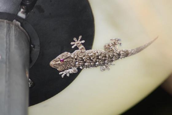 gecko sur lampadaire boule gecko sur lampadaire boule