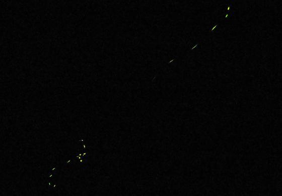Phénomène lumineux au Canada crop Phénomène lumineux au Canada crop
