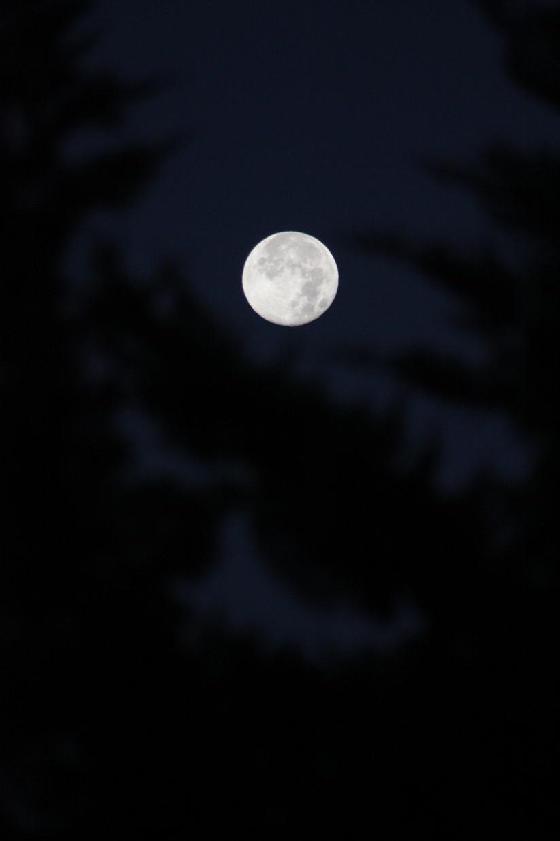 Lune sur cyprès 030412 Canon 450D Lune sur cyprès 030412 Canon 450D