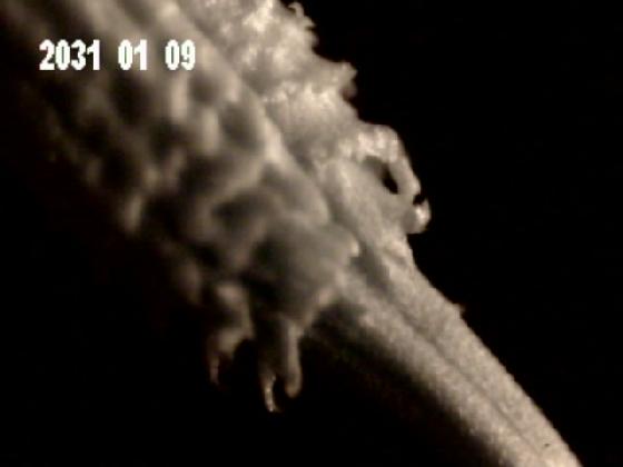 GRAINE DU PISSENLIT GROSSIE 40X