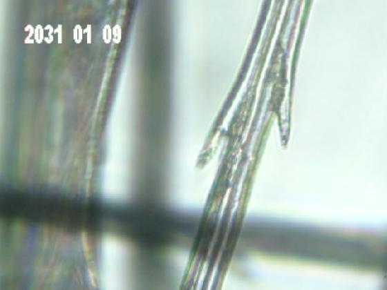 POILS DU PARACHUTE DU PISSENLIT