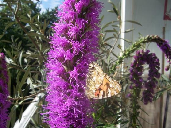 Vanessa Cardui ailes repliées