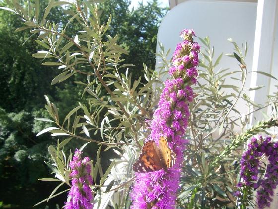 Vanessa Cardui linné ailes ouvertes