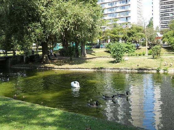 Le cygne qui chasse les bernaches