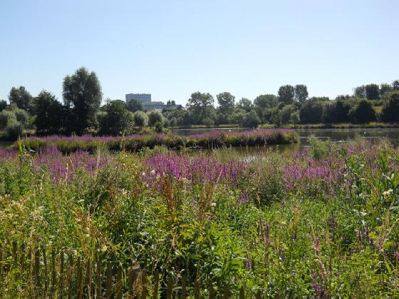 Végétation autour de l'étang de la Pede