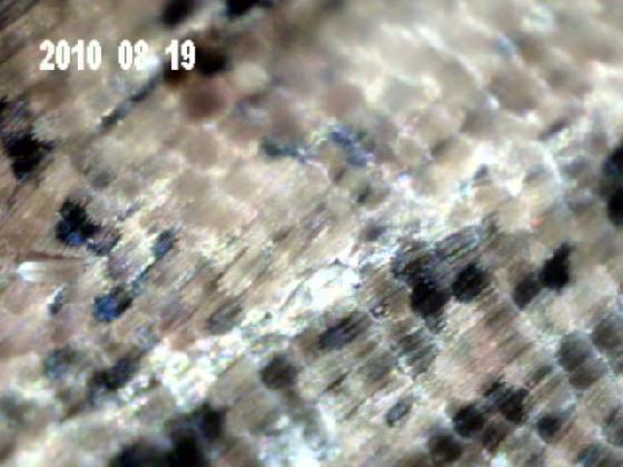 AILE DE PAPILLON DE NUIT 40X