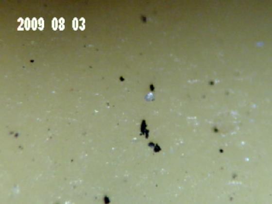 Pieges de la micro photographie 2