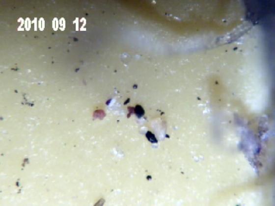 ECHT5J MICRO PARTICULES