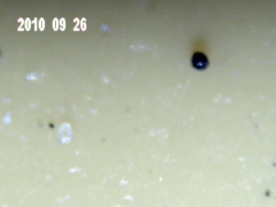 ECHT 6J MICRO PARTICULES