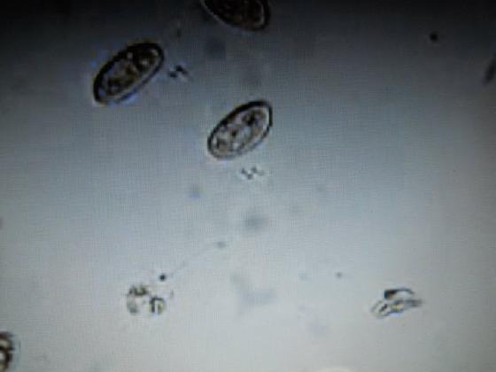 Bestiole microscopique